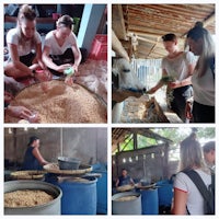 a group of people are preparing rice in a barn